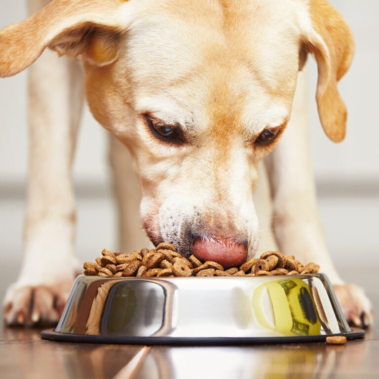 Il tuo cane mangia troppo veloce