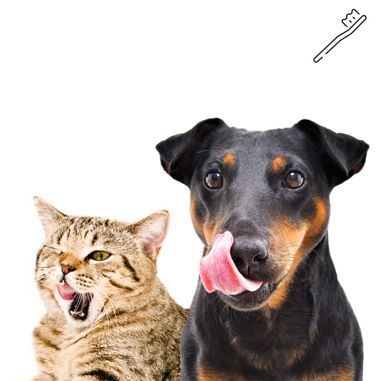 Quanto è importante l'igiene dentale per i cani e i gatti?